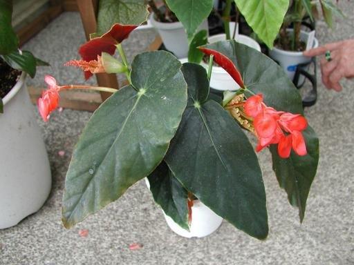 B. ‘Princess Diana’